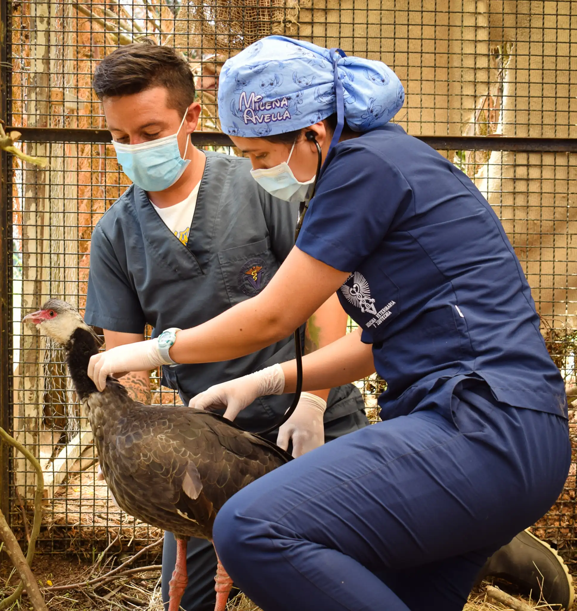 Un paso adelante, hacia la excelencia académica; La Juan de Castellanos, recibió Acreditación en Alta Calidad para el programa de Medicina Veterinaria.